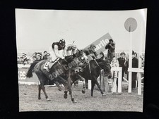 grand national horse for sale grand national horse for sale SIDCUP