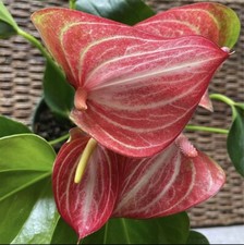 Bloom anthurium candy for sale  Kailua
