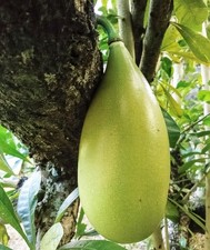 Samen zimmerpflanzen kalebasse gebraucht kaufen  Calw