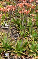 Aloe saponaria aka for sale  Walterboro