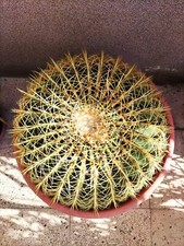 Echinocactus grusonii esemplar usato  Grammichele