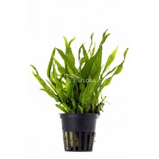 Microsorum pteropus petit usato  Resana