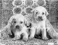 Labrador golden retriver usato  Italia