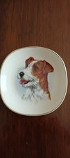 jack russell terrier for sale  BRACKNELL