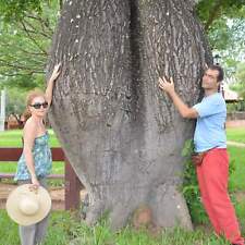 Chorisia speciosa albero usato  Napoli