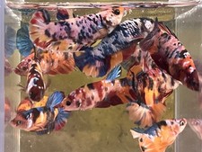 Sale big girls for sale  Ellicott City