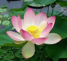 Samen garten freiland gebraucht kaufen  Calw