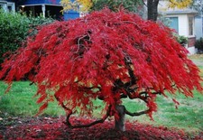 ÁRVORE DE BORDO JAPONESA 10 SEMENTES ACER PALMATUM INTERIOR E EXTERIOR comprar usado ÁRVORE DE BORDO JAPONESA 10 SEMENTES ACER PALMATUM INTERIOR E EXTERIOR comprar usado  Enviando para Brazil