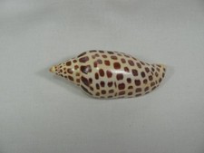 Large scaphella junonia for sale  Corpus Christi