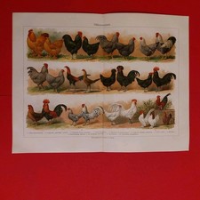 Rig chromolithographie hühner gebraucht kaufen Rig chromolithographie hühner gebraucht kaufen  Nauen