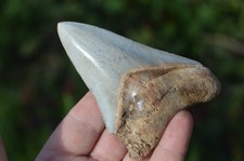 Real megalodon shark d'occasion  Expédié en Belgium