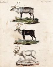 Ren rentier reindeer gebraucht kaufen  Seubersdorf