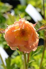 Geum mai tai for sale  BIDEFORD