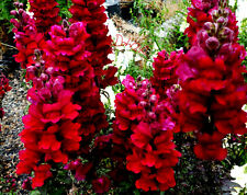 Plug plants antirrhinum for sale  BANBRIDGE
