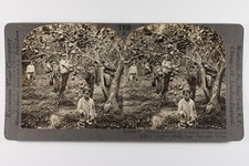 Italie sicile palerme d'occasion  Paris V
