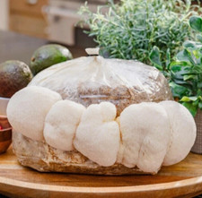 Lions mane mushroom for sale  LONDON