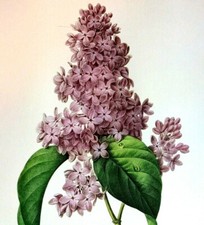 Prato de livro de arte botânica Pierre Joseph Redoute flor Lilas 73 comprar usado  Enviando para Brazil