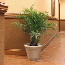 Gal. robellini palm for sale  Miami