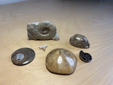 Fossilien sammlung ammoniten gebraucht kaufen Fossilien sammlung ammoniten gebraucht kaufen  Halle