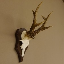 Rehgeweih reh geweih gebraucht kaufen  Nagel