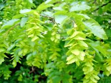 20 SEMENTES DE CHIFRE ORIENTAL - Carpinus orientalis  comprar usado  Enviando para Brazil