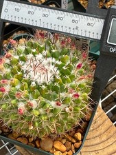 Mammillaria mystax for sale  Salem