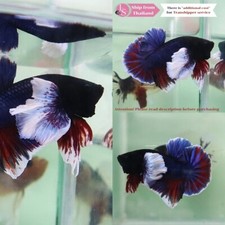 Pez Betta Tropical Vivo -- Orejas Dumbo Azul Profundo Rojo Macho segunda mano  Embacar hacia Mexico