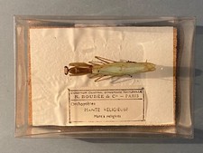 Entomologie sciences naturelle d'occasion  Haguenau