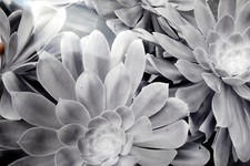 Succulent flower 11x14 for sale  Ben Lomond
