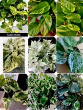 Cuttings. marble golden for sale  San Jose