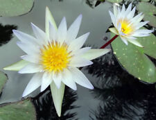 Nymphaea pubescens white for sale  San Francisco