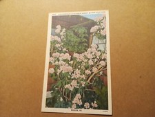 Rhododendron bloom hungry for sale  Ogdensburg