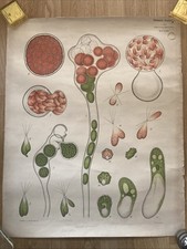 Original vintage botanical for sale  LONDON