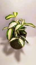 Dracaena surculosa milky gebraucht kaufen  Kirchseeon