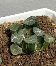 Haworthia maughanii variegated for sale  Seattle