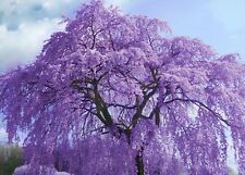 Jacaranda tree jacaranda for sale  EXETER