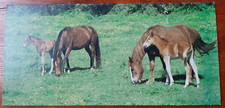Carte merveilles cheval d'occasion  Auxerre