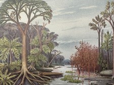 Riginalgrafik flora steinkohle gebraucht kaufen  Berlin