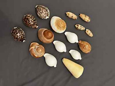 Set strand muscheln gebraucht kaufen  Berlin