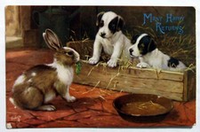 Postcard rabbit puppies for sale  MILTON KEYNES