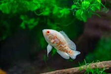 Albino tiger oscar for sale  Haslet