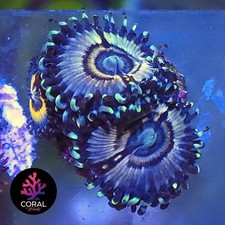 Petroglyphs head zoa for sale  STOCKPORT