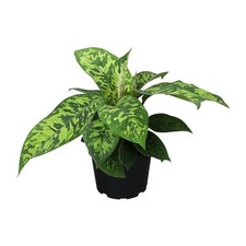 Homalomena camouflage live for sale  Miami