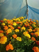Marigold african sun for sale  NEWCASTLE