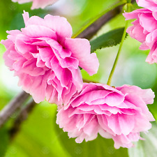 Prunus shirofugen japanese for sale  UK