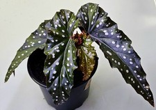 Schöne begonie begonia gebraucht kaufen  Bielefeld