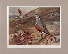 Seaby dotterel young for sale  SPALDING