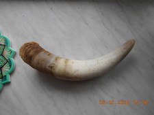 rufhorn gebraucht kaufen rufhorn gebraucht kaufen Querfurt