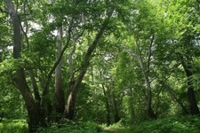 PLANO ORIENTAL 1000 SEMENTES PLATANUS ORIENTALIS FOLHAGEM MUDANÇA DE COR comprar usado  Enviando para Brazil