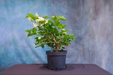 bonsai apple tree for sale bonsai apple tree for sale North Fort Myers